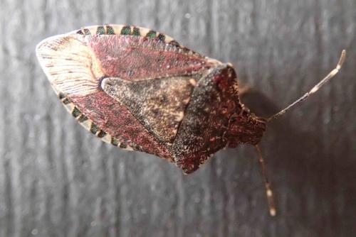 Réf. 366 161 : Halyomorpha halys